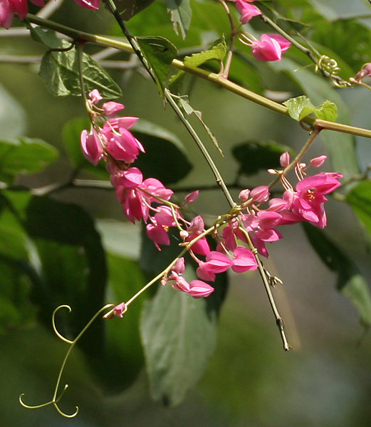 Coral vine