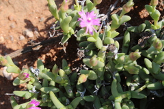 Antimima compacta (Antimima compacta)