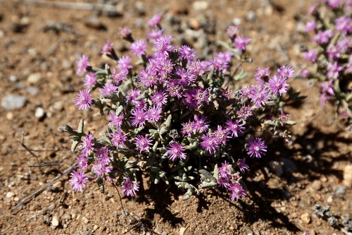 Antimima compacta (Antimima compacta)