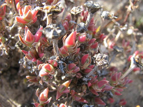 Antimima concinna (Antimima concinna)