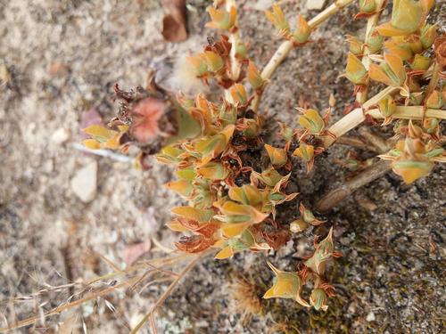 Antimima concinna (Antimima concinna)