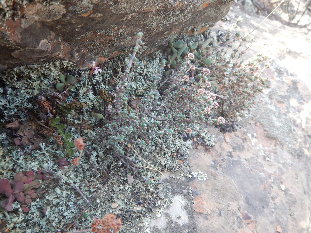 Antimima dasyphylla (Antimima dasyphylla)