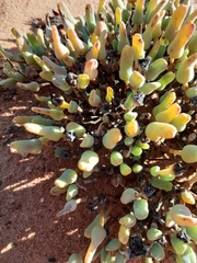 Antimima distans (Antimima distans)