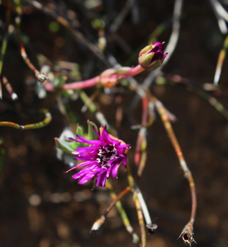 Antimima emarcescens (Antimima emarcescens)
