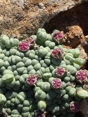 Antimima evoluta (Antimima evoluta)