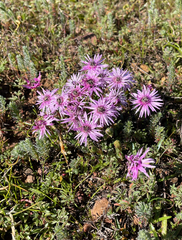 Antimima gracillima (Antimima gracillima)