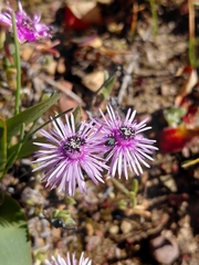 Antimima gracillima (Antimima gracillima)