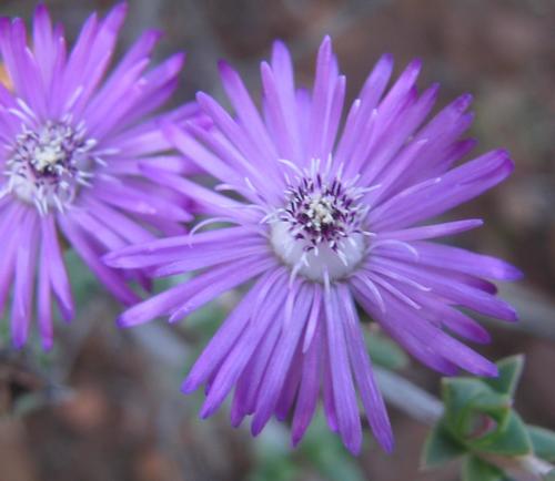 Antimima gracillima (Antimima gracillima)