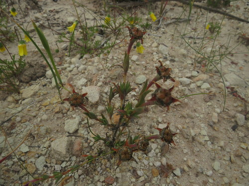 Antimima gracillima (Antimima gracillima)
