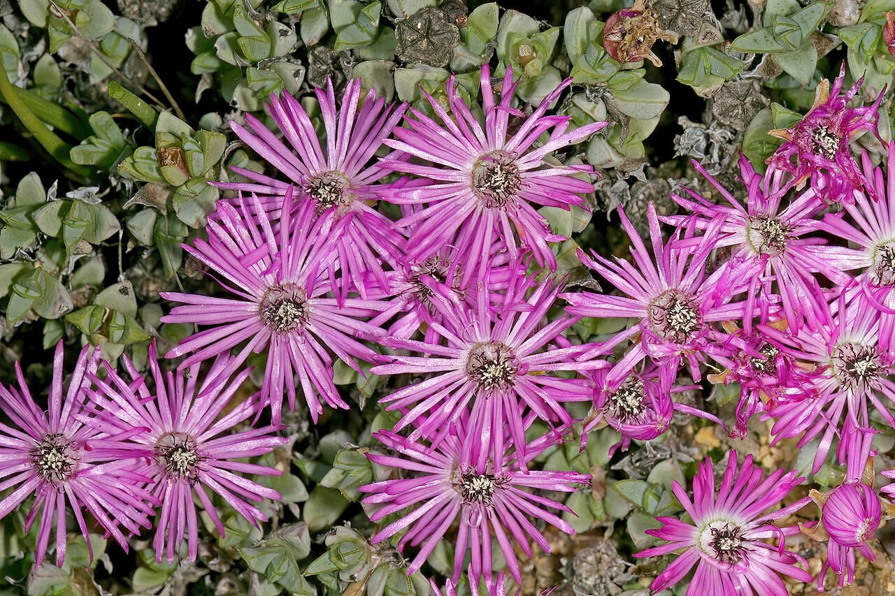 Antimima granitica: Antimima granitica , plant in flower; granite hill, St Helena Bay, Western Cape, South Africa