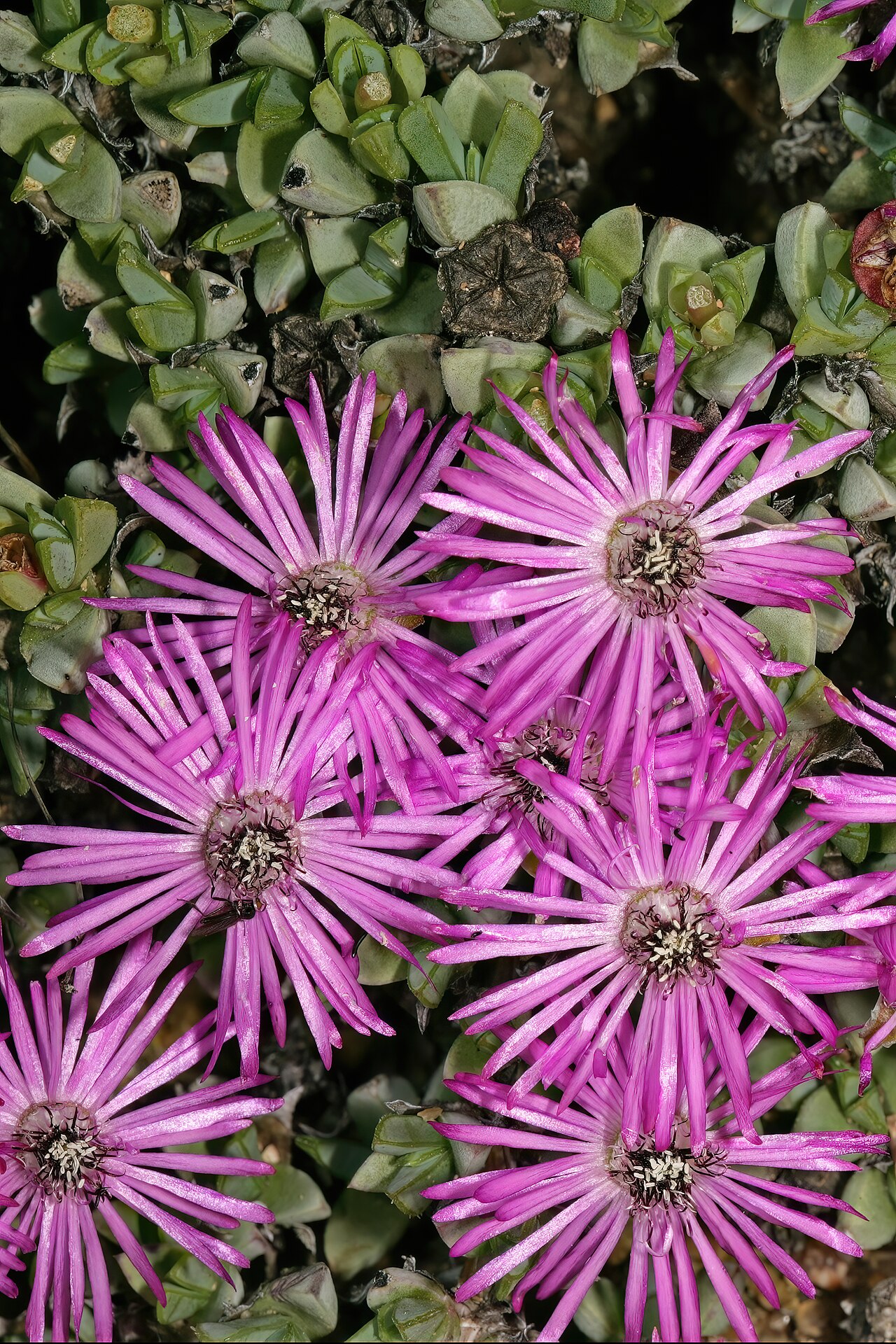 Antimima granitica: Antimima granitica , plant in flower; granite hill, St Helena Bay, Western Cape, South Africa