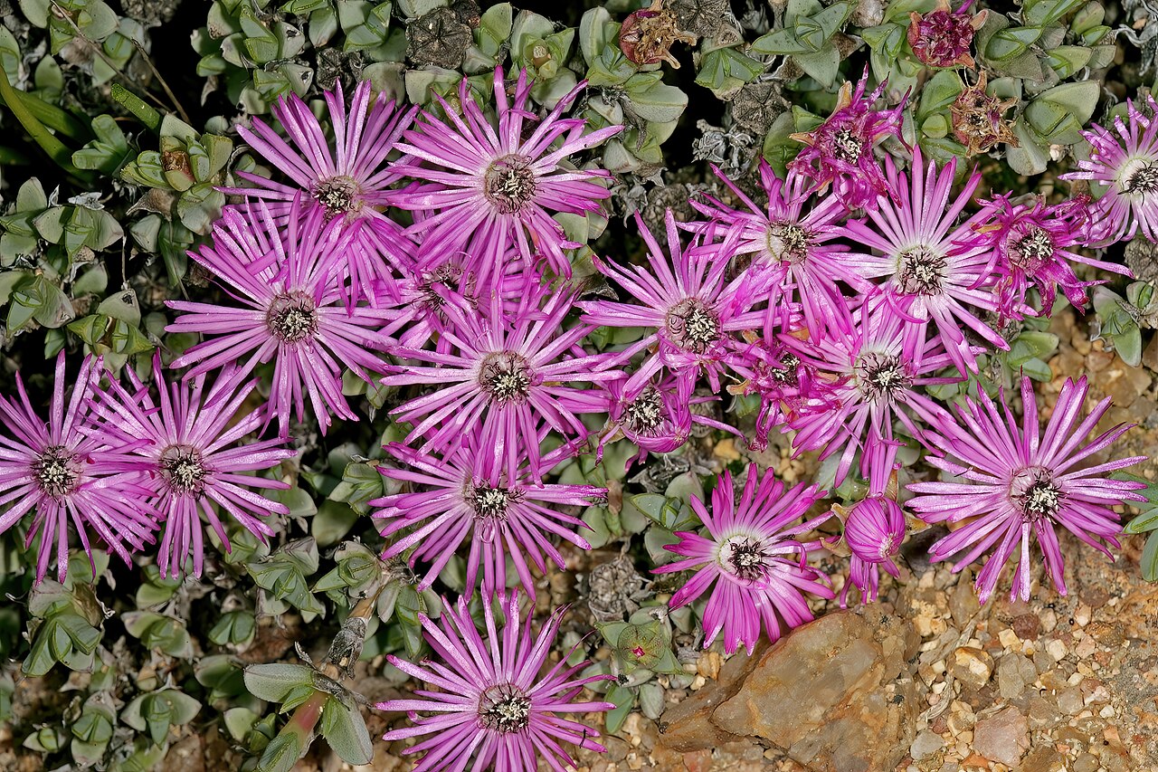 Antimima granitica: Antimima granitica , plant in flower; granite hill, St Helena Bay, Western Cape, South Africa