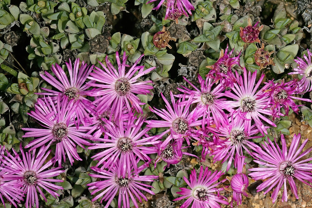 Antimima granitica: Antimima granitica , plant in flower; granite hill, St Helena Bay, Western Cape, South Africa