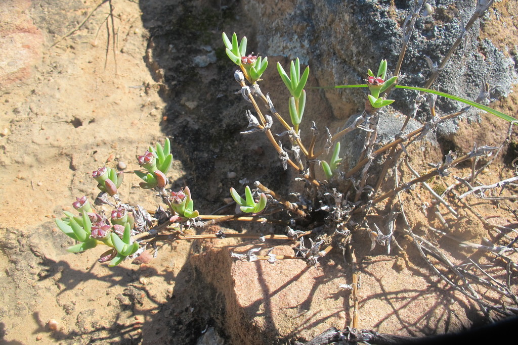 Antimima intervallaris (Antimima intervallaris)