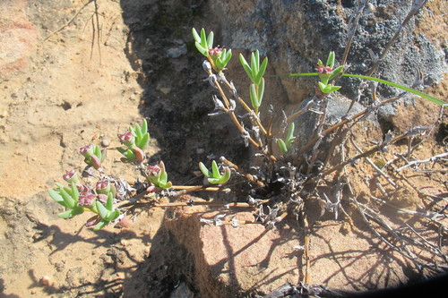 Antimima intervallaris (Antimima intervallaris)