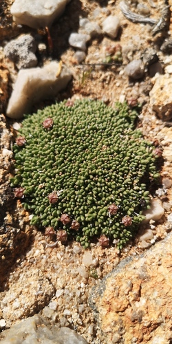 Antimima lodewykii (Antimima lodewykii)
