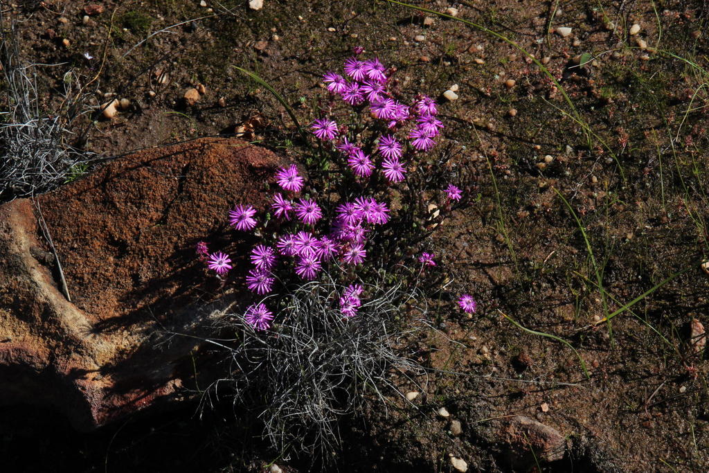 Antimima paucifolia (Antimima paucifolia)