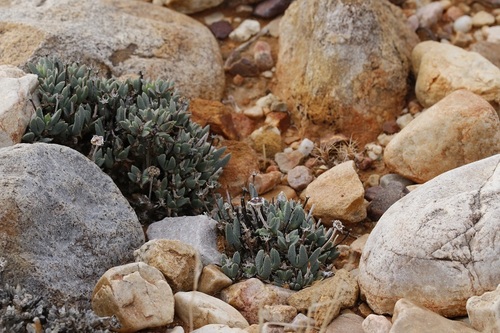 Antimima piscodora (Antimima piscodora)