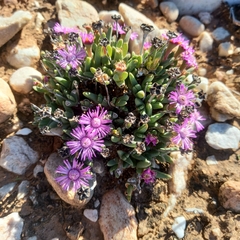 Antimima piscodora (Antimima piscodora)