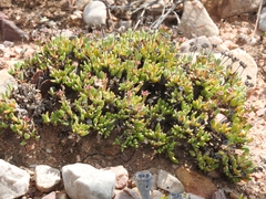 Antimima piscodora (Antimima piscodora)