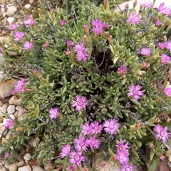 Antimima piscodora (Antimima piscodora)