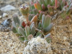Antimima piscodora (Antimima piscodora)