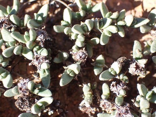 Antimima piscodora (Antimima piscodora)