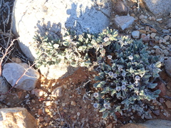 Antimima piscodora (Antimima piscodora)