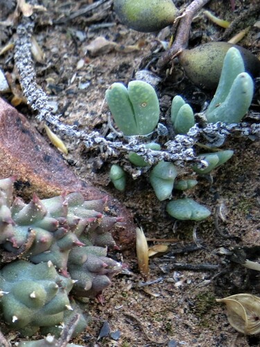 Antimima piscodora (Antimima piscodora)