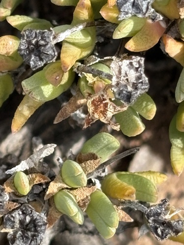 Antimima piscodora (Antimima piscodora)