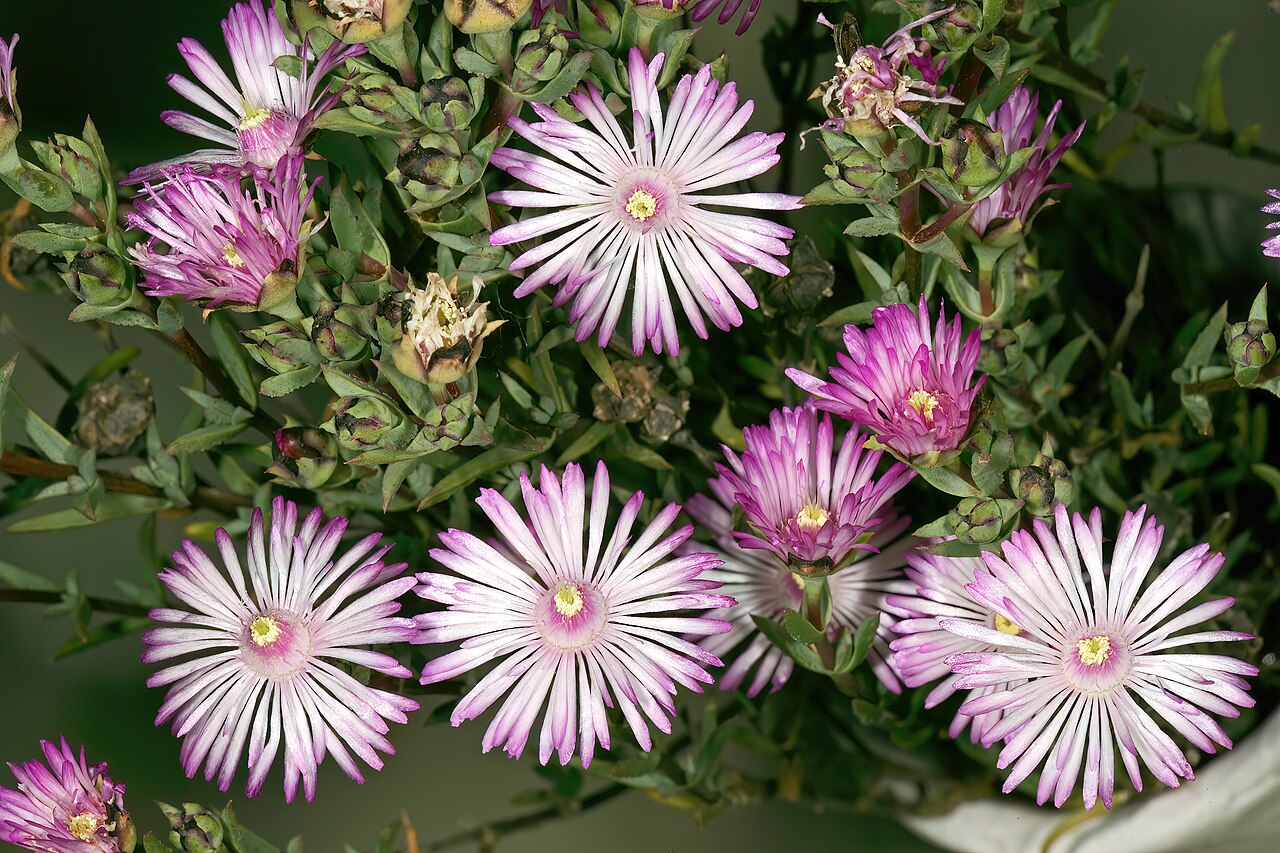 Bokbaard matfig: Antimima aristulata , flowers; Caledon Wild Flower Show, Caledon, Western Cape, South Africa