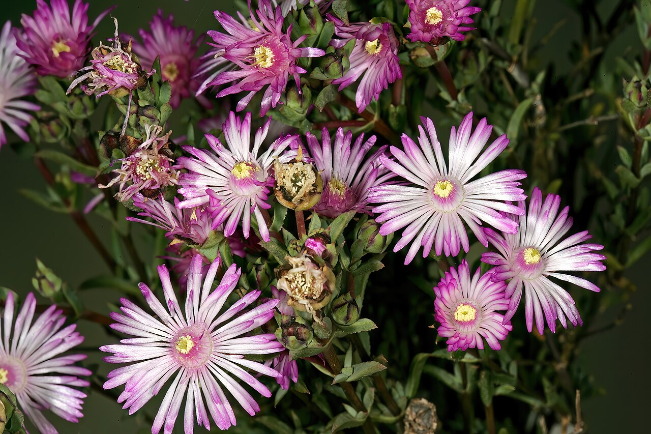 Bokbaard matfig: Antimima aristulata , flowers; Caledon Wild Flower Show, Caledon, Western Cape, South Africa