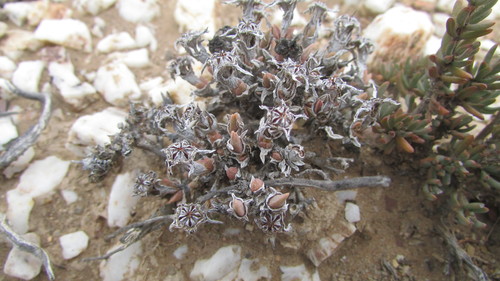 Antimima roseola (Antimima roseola)