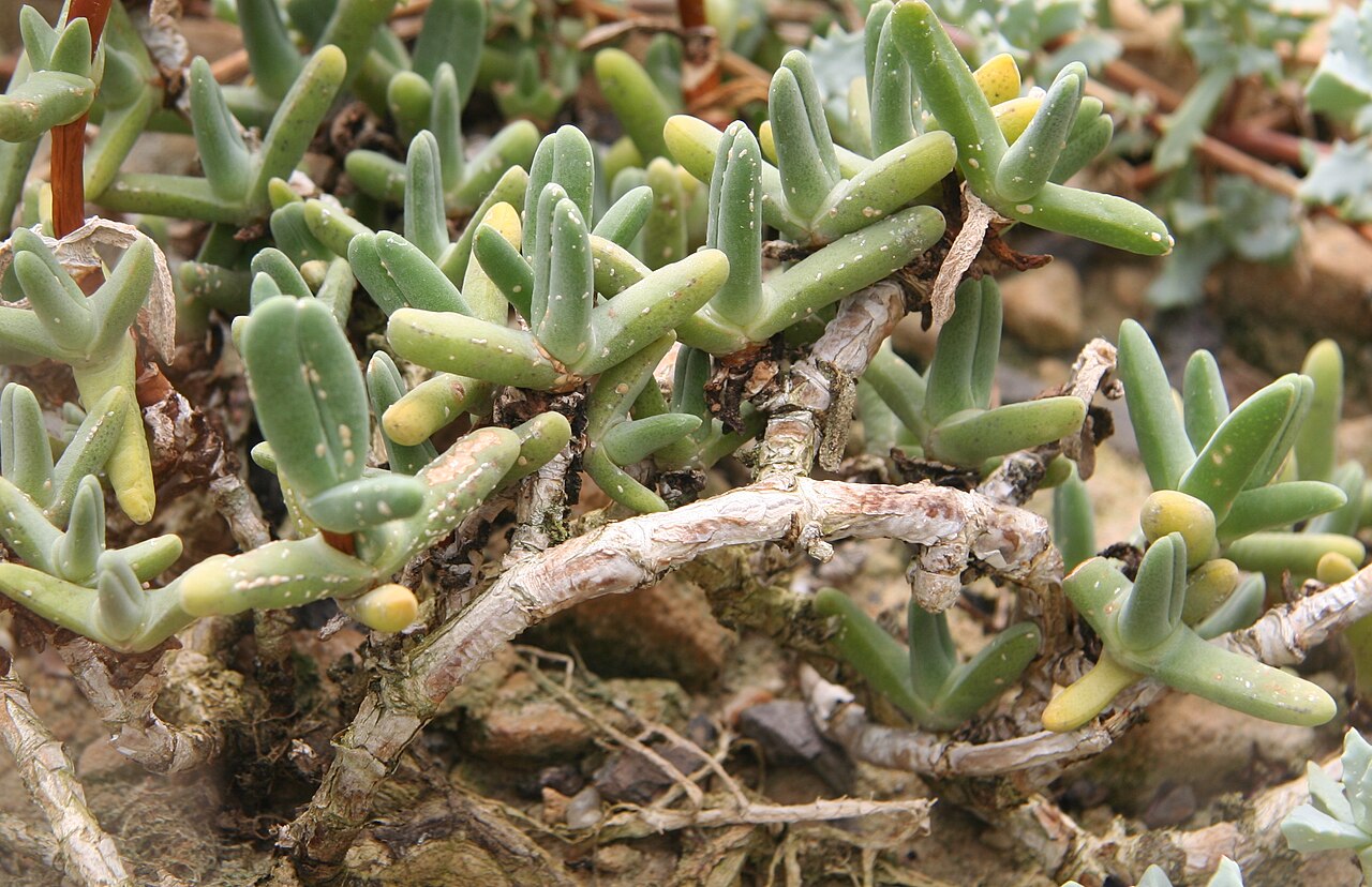 Antimima solida: Antimima solida im Botanischen Garten Dresden