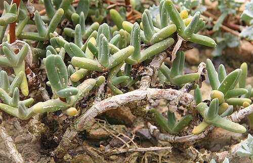 Antimima solida: Antimima solida im Botanischen Garten Dresden