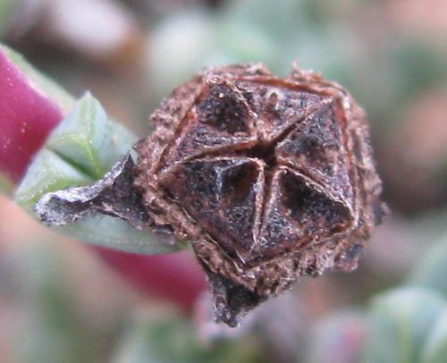 Antimima triquetra (Antimima triquetra)