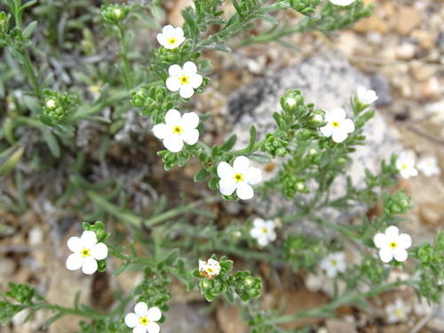 Antiphytum caespitosum (Antiphytum caespitosum)