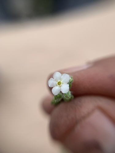 Mexican saucerflower (Antiphytum heliotropioides)