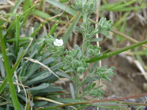 Mexican saucerflower (Antiphytum heliotropioides)
