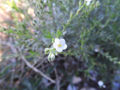 Mexican saucerflower (Antiphytum heliotropioides)