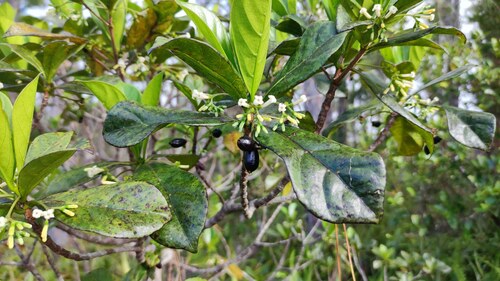 Antirhea borbonica (Antirhea borbonica)
