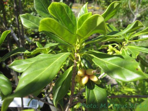 Antirhea borbonica: Antirhea borbonica