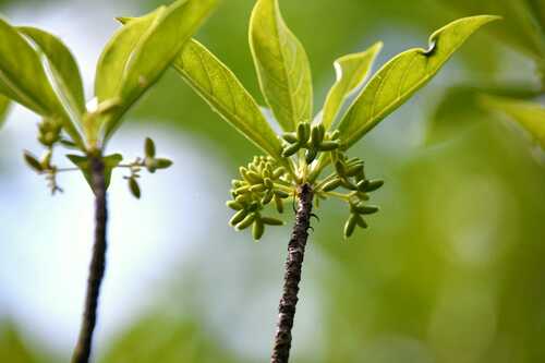 Antirhea borbonica (Antirhea borbonica)