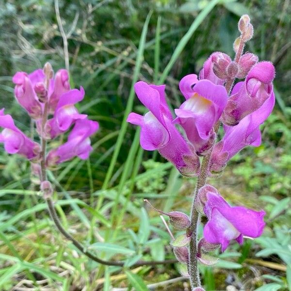 Antirrhinum australe (Antirrhinum australe)