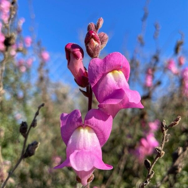 Antirrhinum australe (Antirrhinum australe)