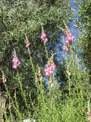 Antirrhinum australe (Antirrhinum australe)