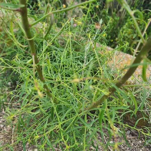 Antirrhinum australe (Antirrhinum australe)