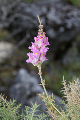 Antirrhinum australe (Antirrhinum australe)