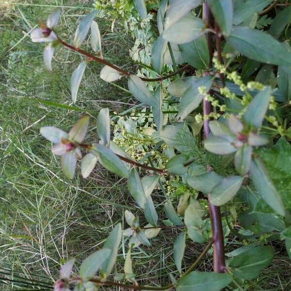 Antirrhinum australe (Antirrhinum australe)