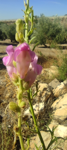Antirrhinum australe (Antirrhinum australe)